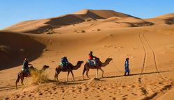 camel morocco