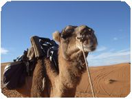 picture in sahara camel